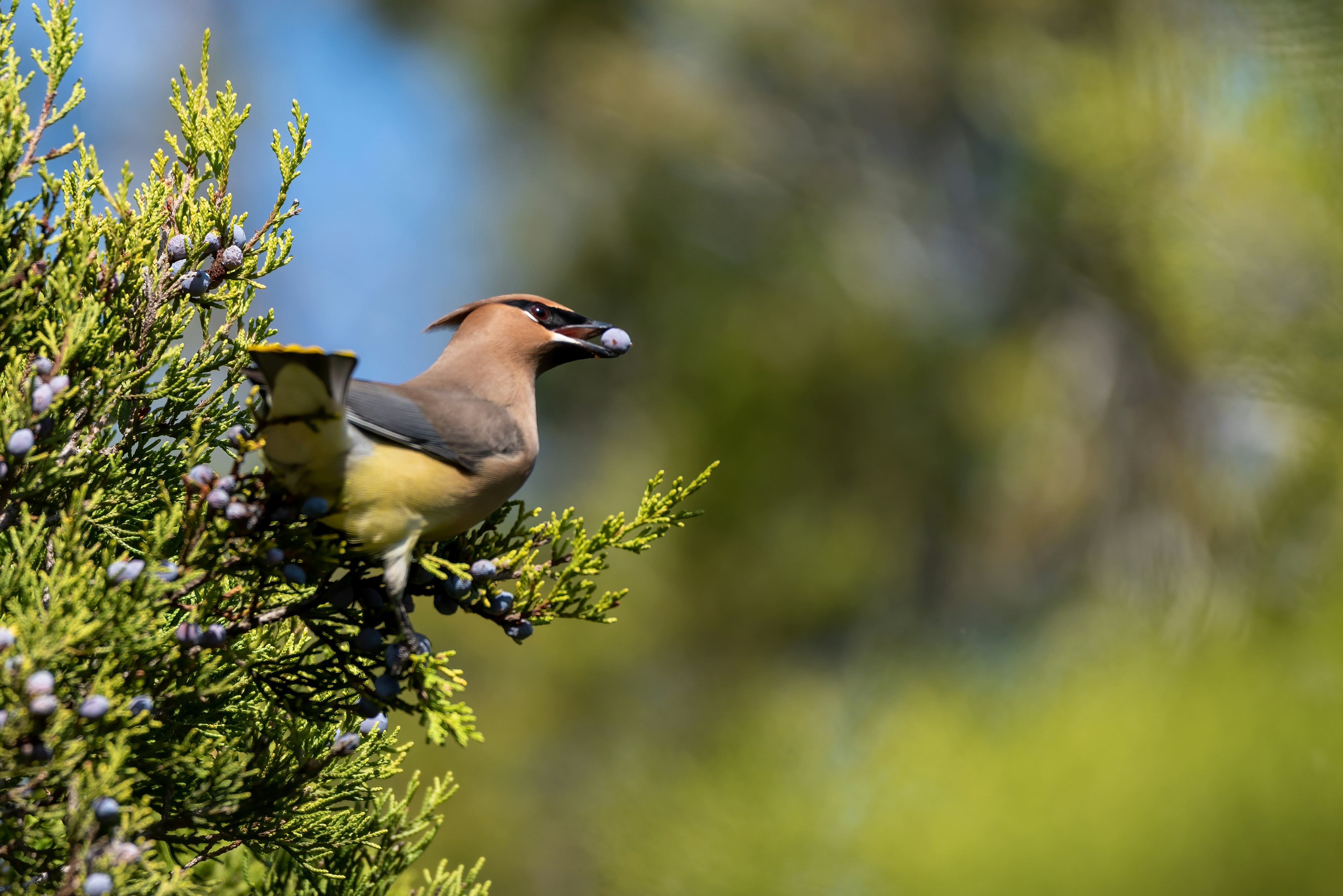brown and white bird on green plant during daytime