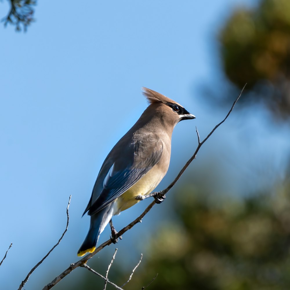 pájaro azul y blanco posado en la rama de un árbol