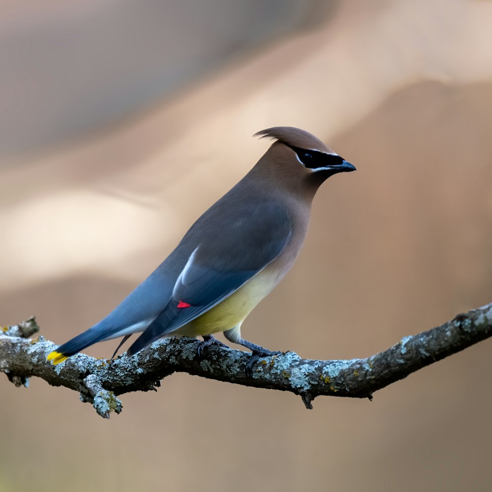 pássaro azul e branco no galho marrom da árvore