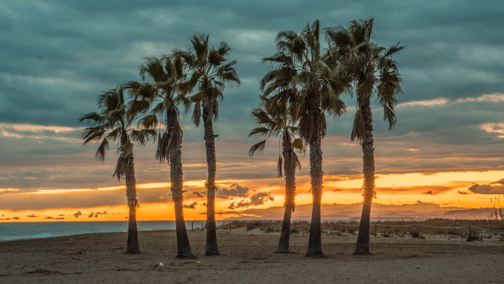 palm trees during sunset under blue sky