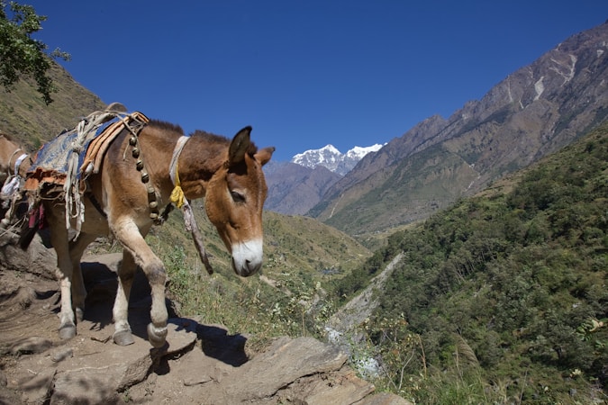 Essential Gear for Donkey Care: A Guide to Handmade and Branded Options