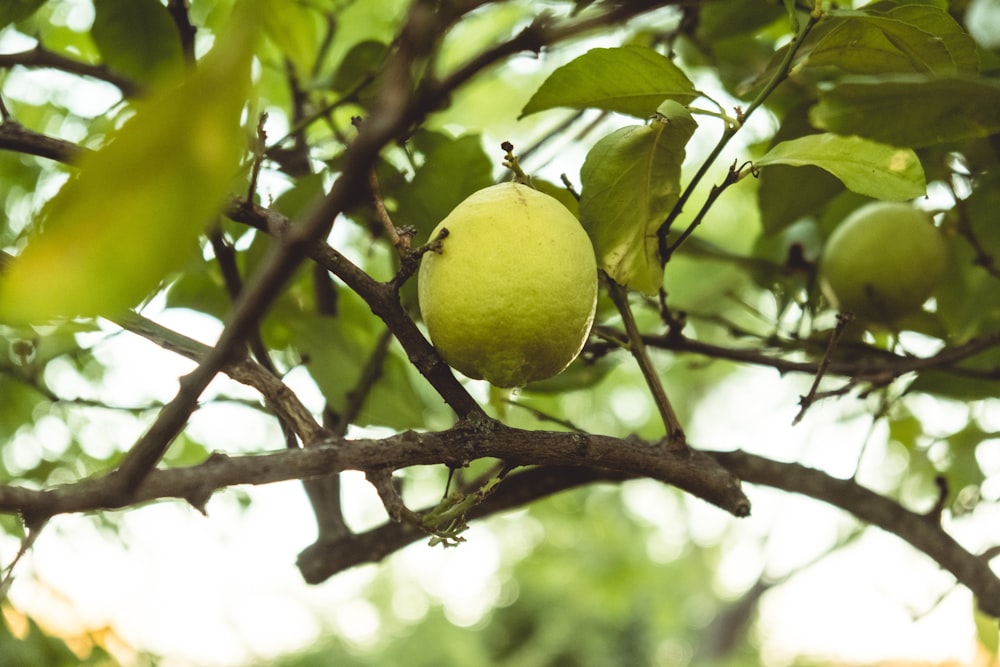 yellow lemon fruit on brown tree branch