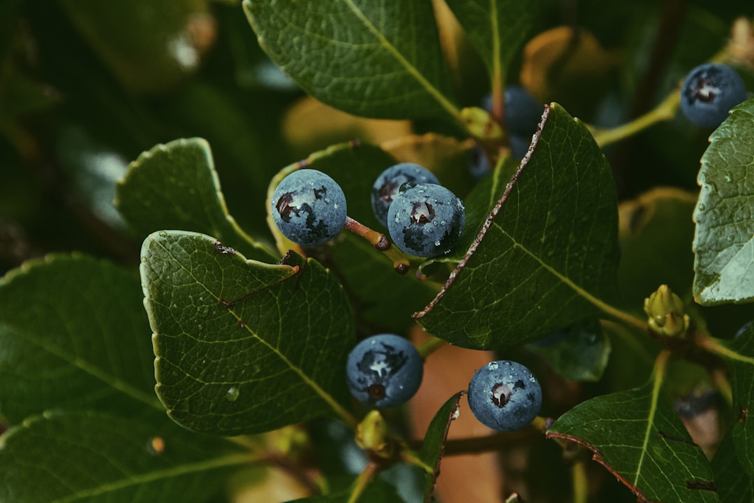 black round fruit on green leaf