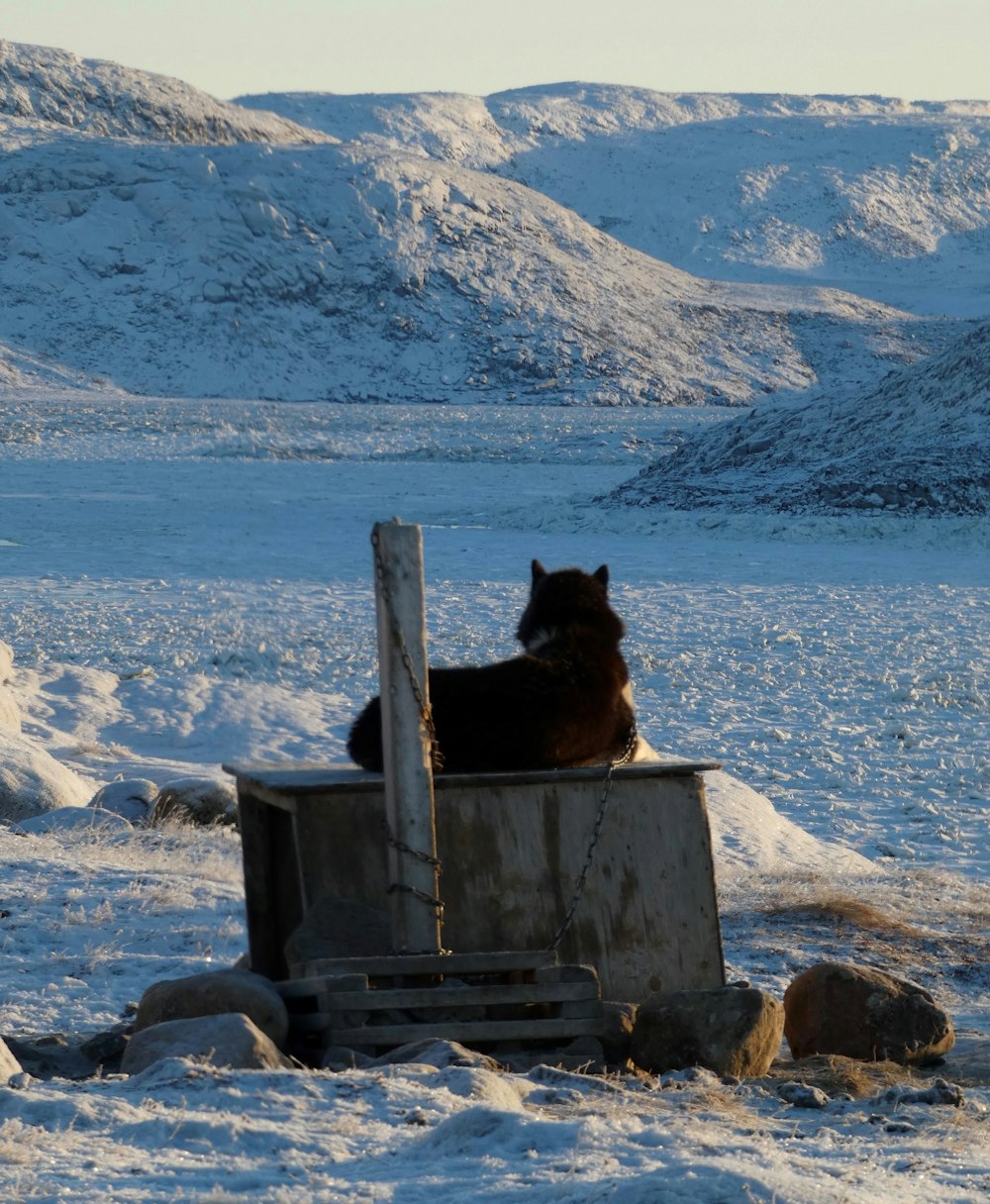 brown and black medium sized dog on brown wooden box near body of water during daytime