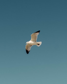 white and black bird flying under blue sky during daytime