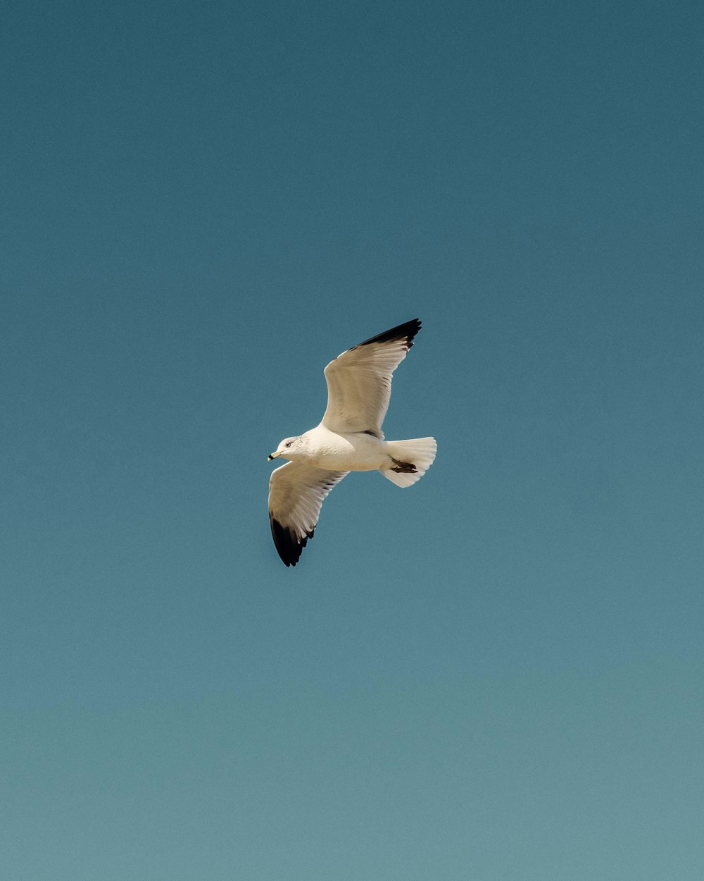pájaro blanco y negro volando bajo el cielo azul durante el día
