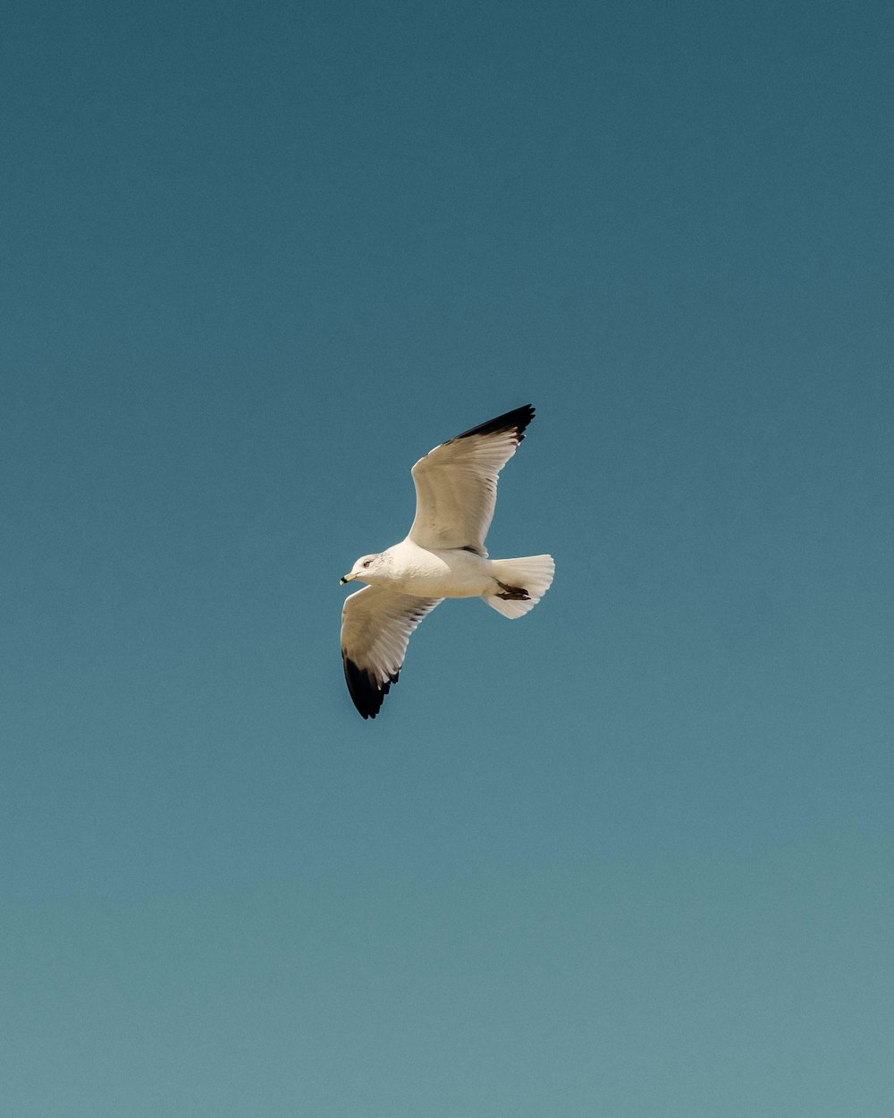 white and black bird flying under blue sky during daytime