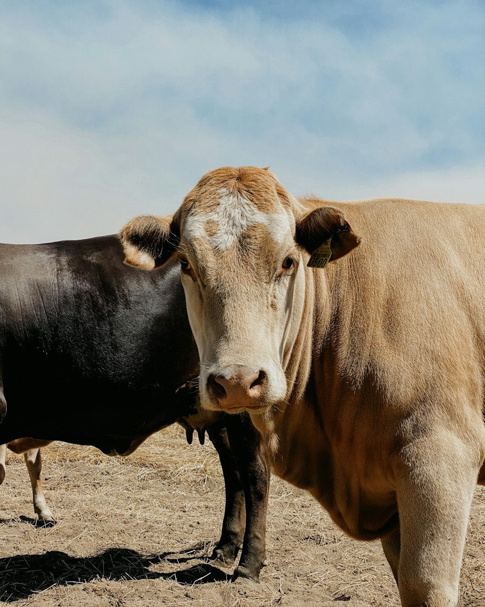 brown cow on brown field during daytime