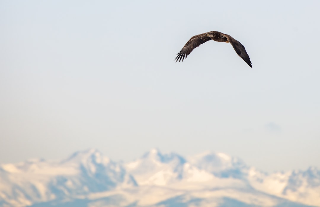 black bird flying during daytime