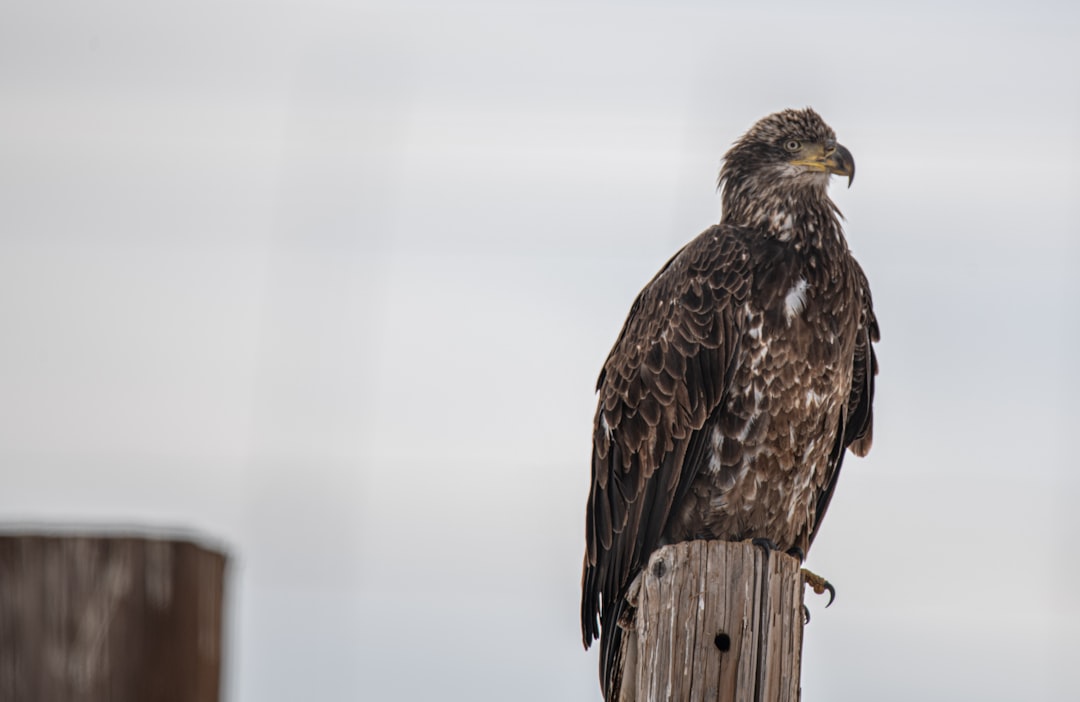 brown eagle on brown wooden post during daytime