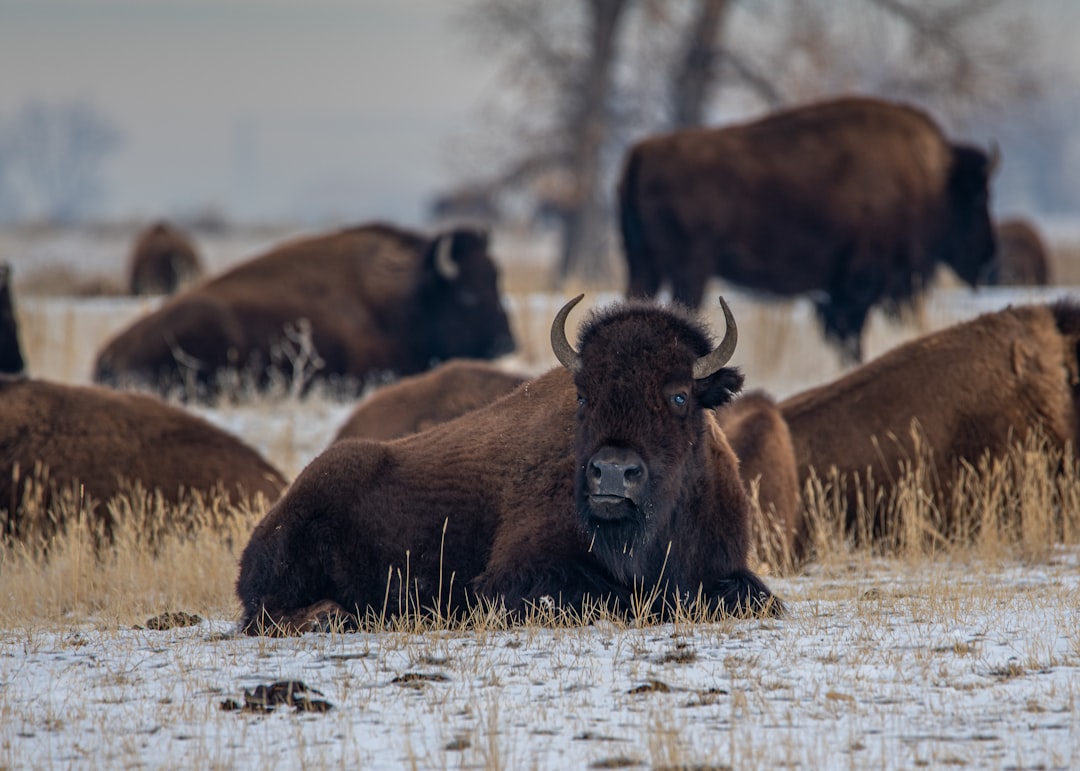 brown bison on white snow field during daytime