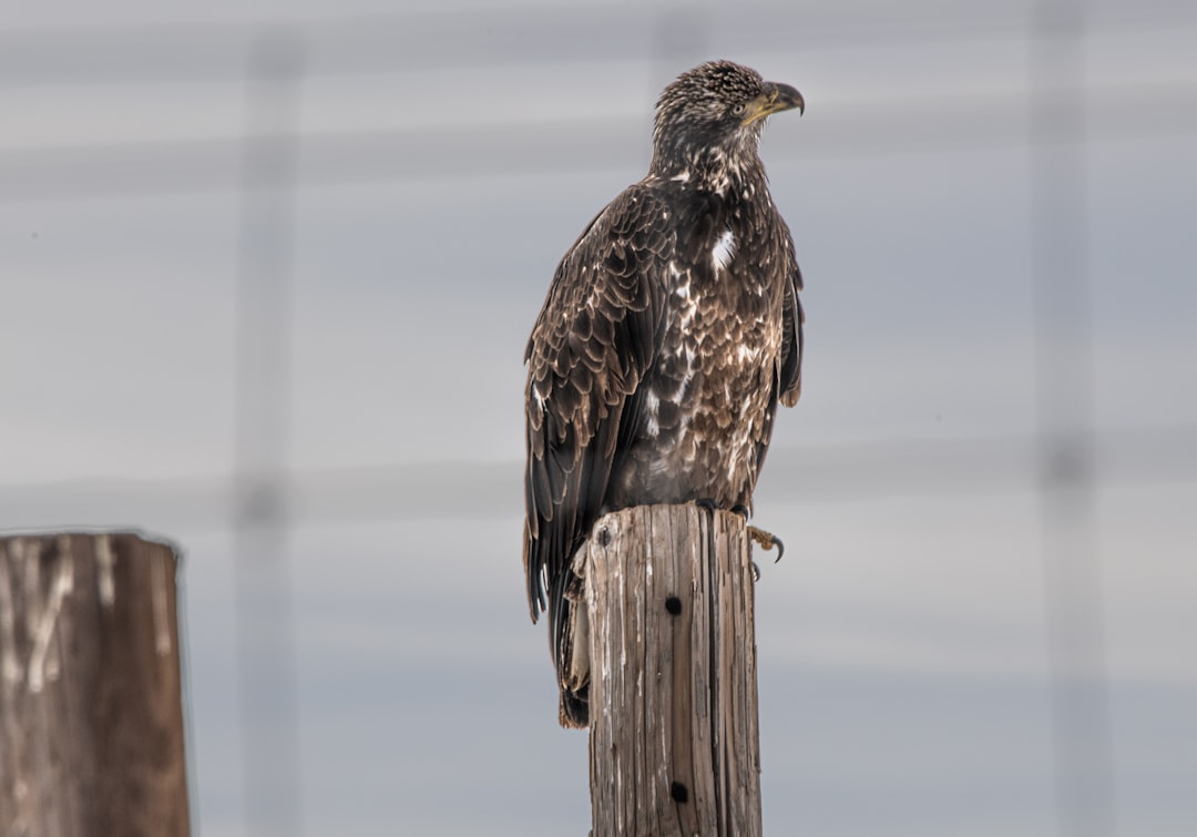 brown and white eagle on brown wooden post during daytime