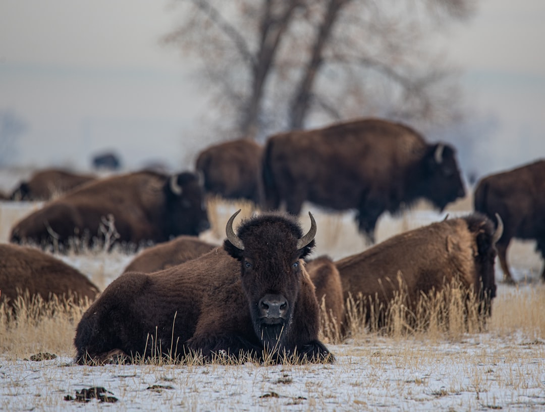 brown bison on green grass field during daytime