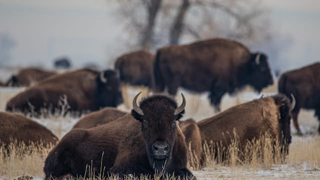 Bison