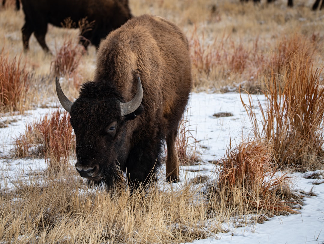 brown bison on brown grass field during daytime