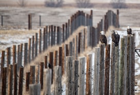 Several bald eagles are perched on a series of wooden fence posts that extend into the distance. The scene is set in a flat, open landscape with a muted color palette suggesting winter or early spring. The eagles are positioned at various intervals along the fence, which is composed of aging, weathered wood and strands of wire.