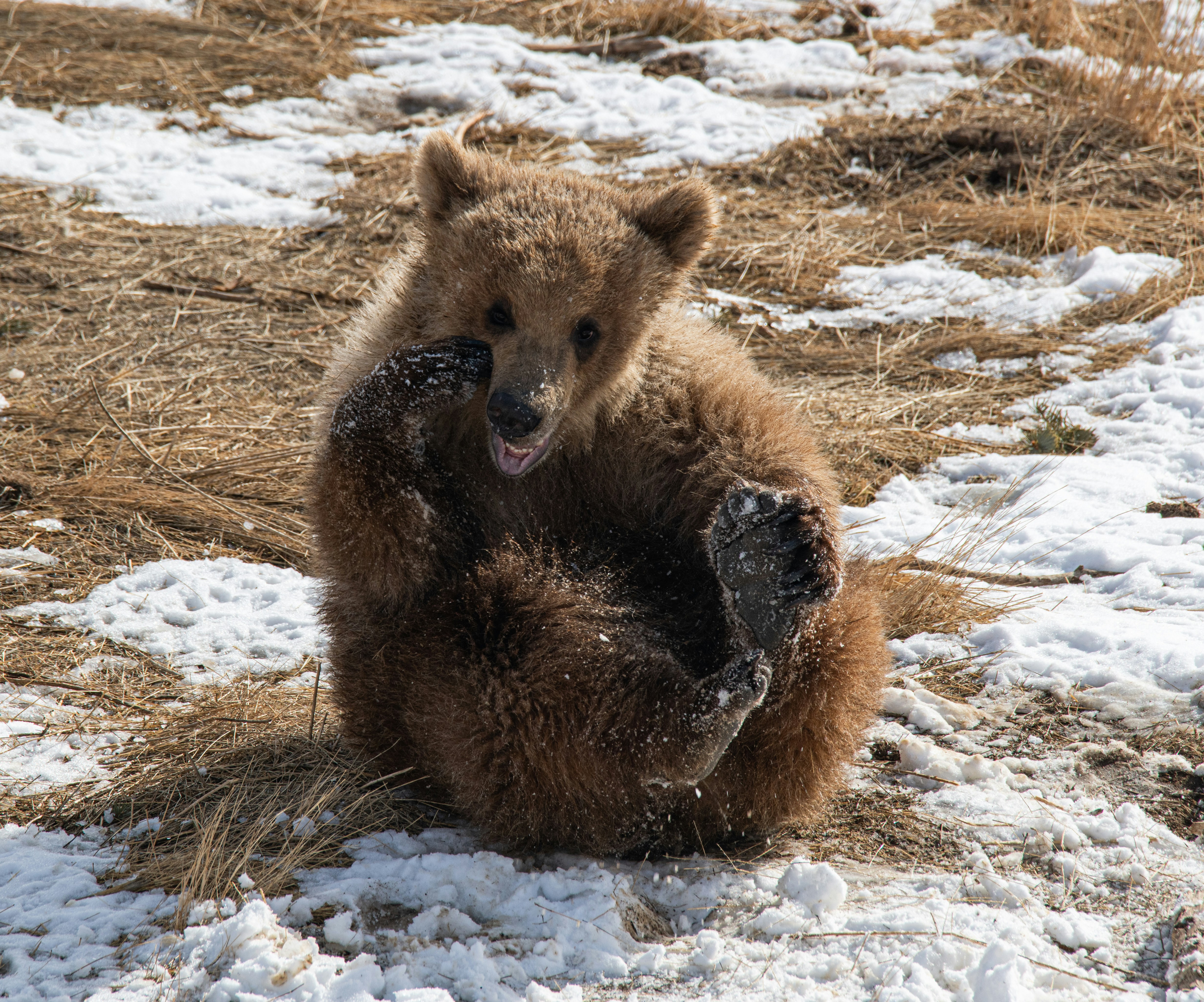 昼間の雪に覆われた地面のヒグマの写真 Unsplashの無料野生動物写真