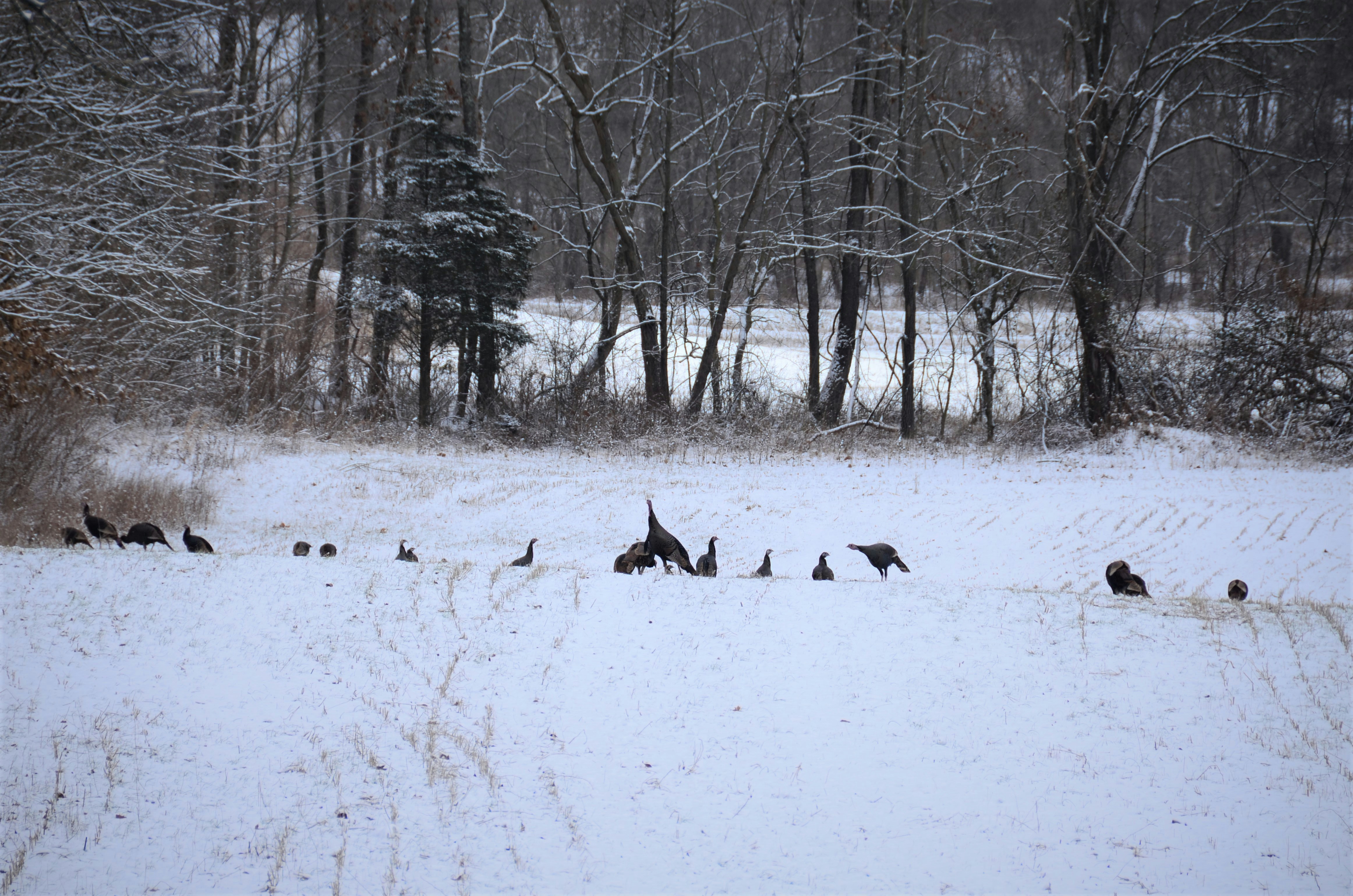 The Quiet Architecture of the Snow-Covered Forest