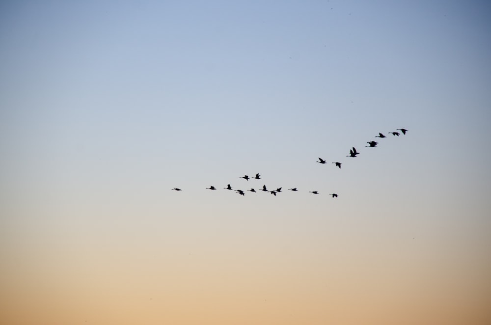 birds flying during golden hour