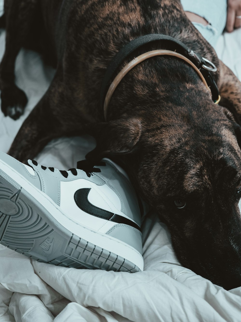 brown and black short coated dog lying on white and blue textile