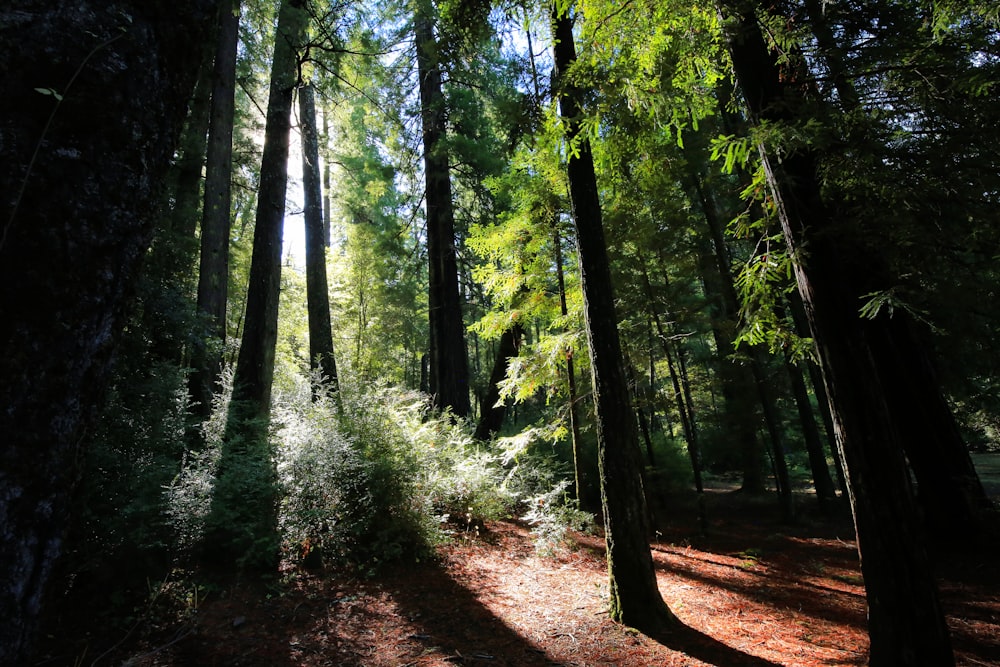 green trees on brown soil