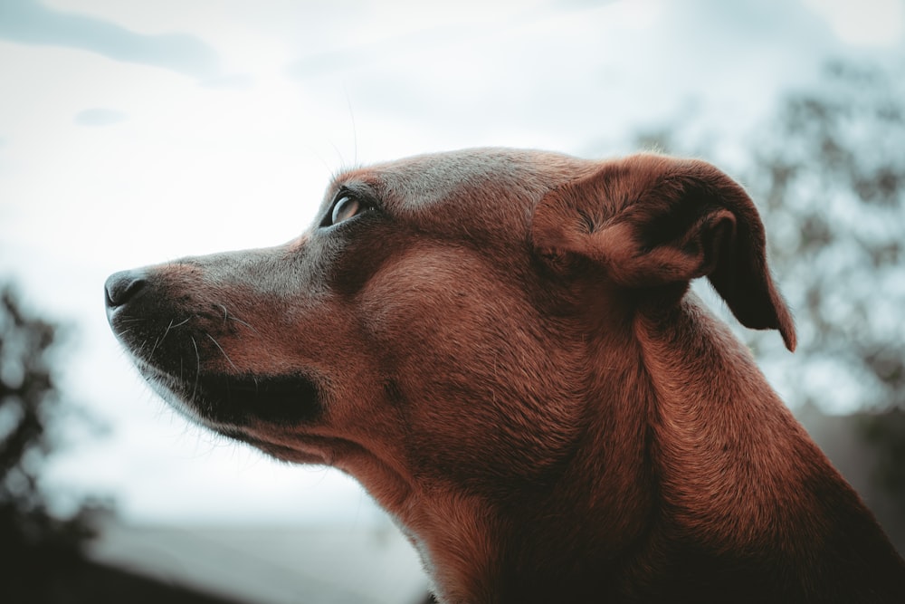 brown short coated dog in close up photography