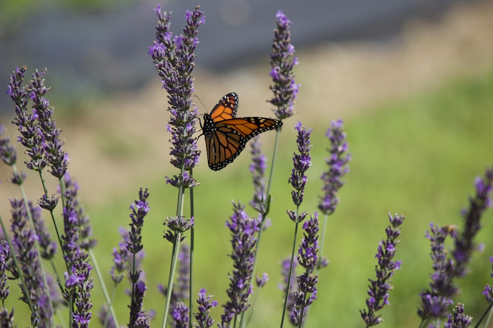 Mariposa cola de golondrina tigre posada en flor púrpura en fotografía de primer plano durante el día