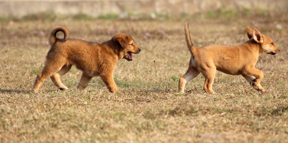 two puppies are running in a field