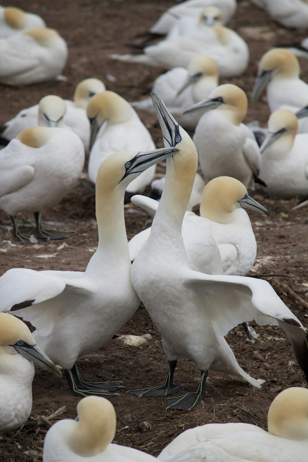 a flock of white birds standing on top of a dirt field