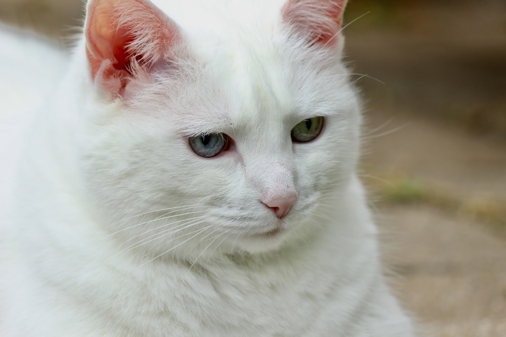 gato branco na sujeira marrom