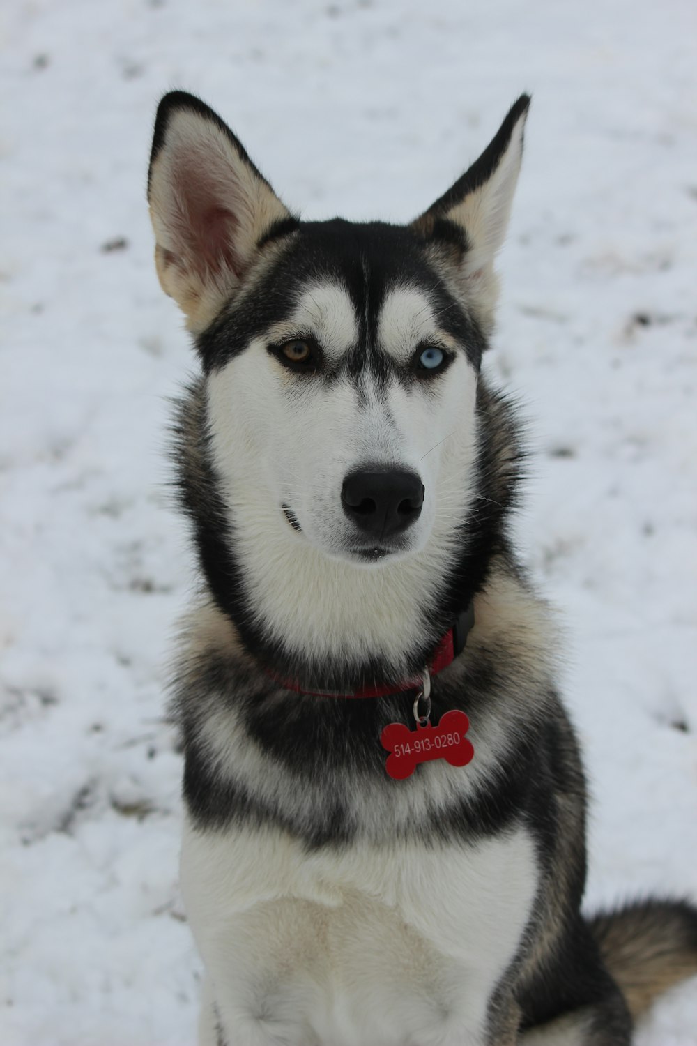 black and white siberian husky on snow covered ground during daytime