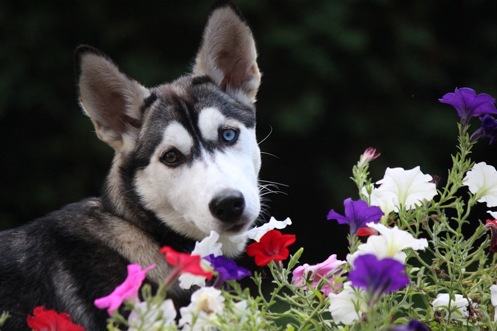 black and white siberian husky puppy