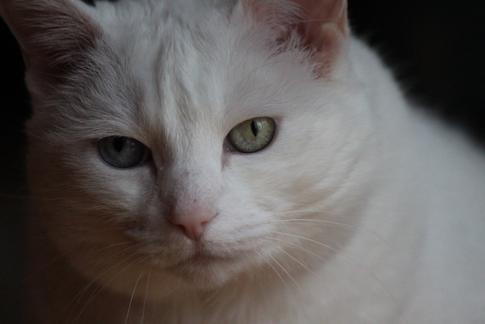 white cat with yellow eyes