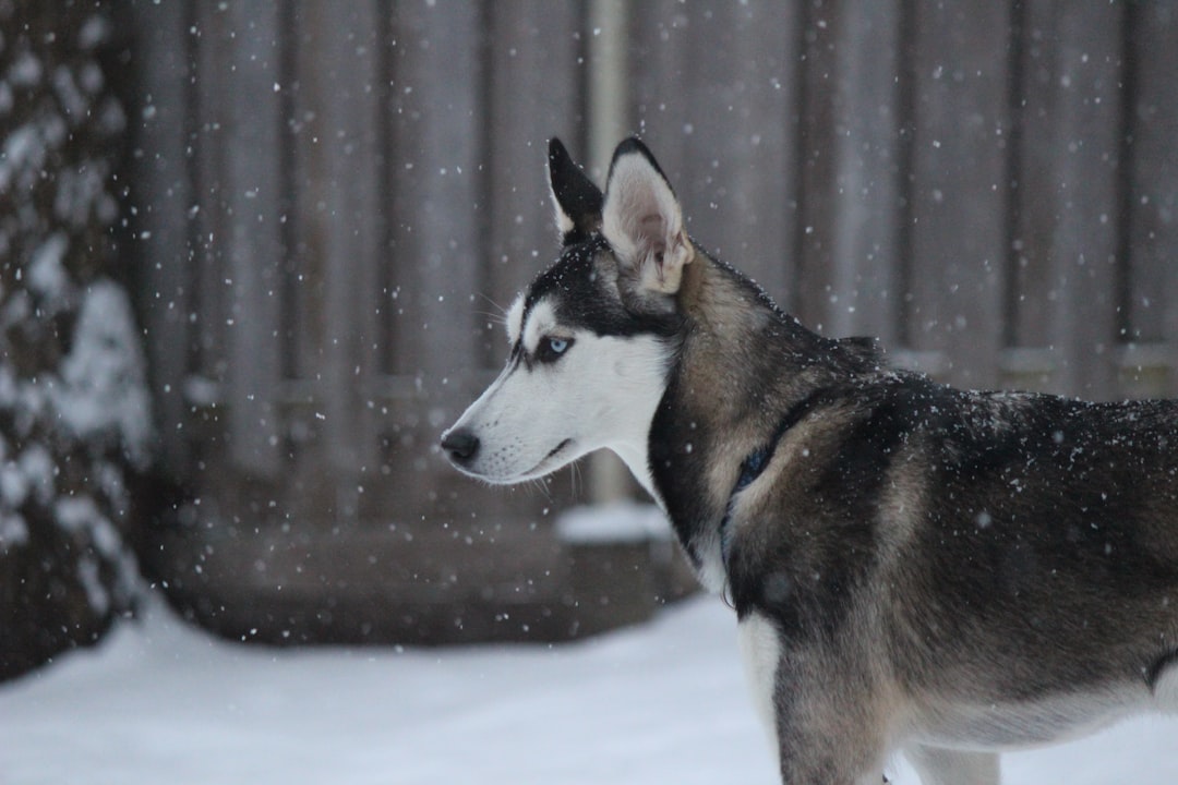 The Majestic Siberian Husky: Unveiling Their Physical and Behavioral Wonders