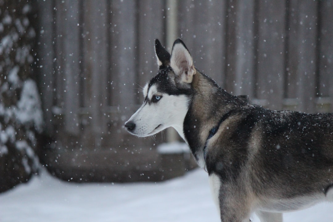 black and white siberian husky on snow covered ground,