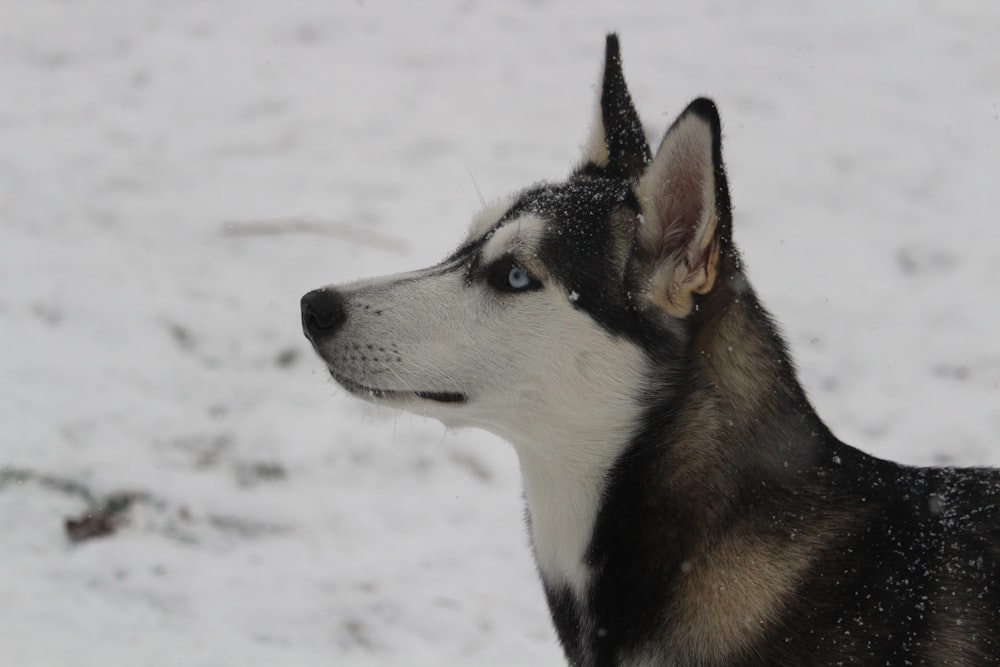 black and white siberian husky on snow covered ground during daytime