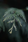 Natural ingredients - evergreen organic