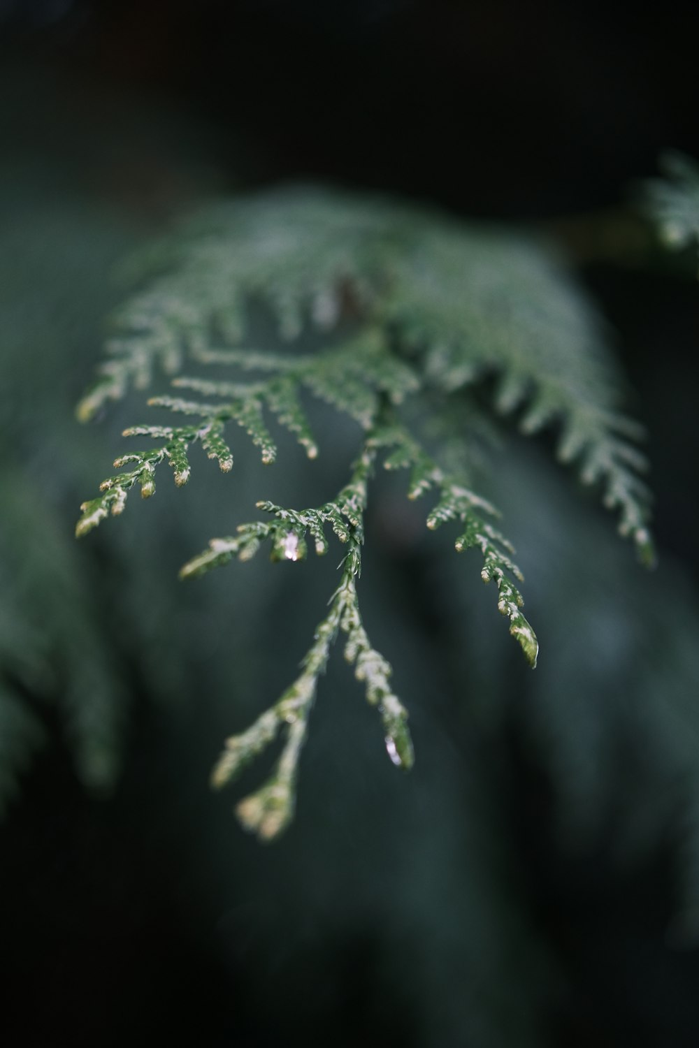 green leaf plant in close up photography