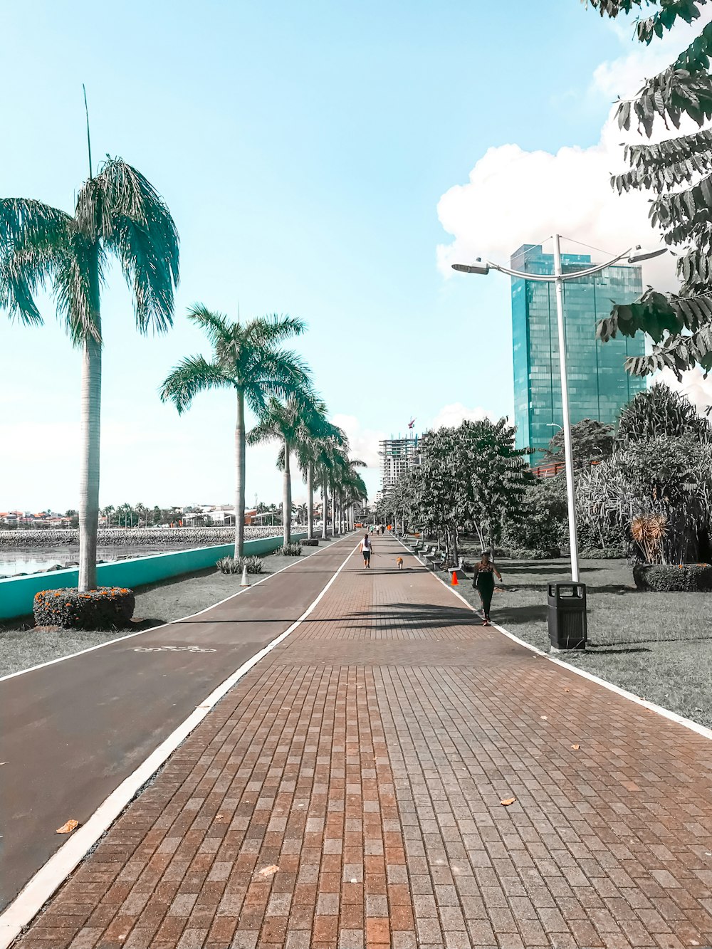 gray concrete road between green palm trees during daytime