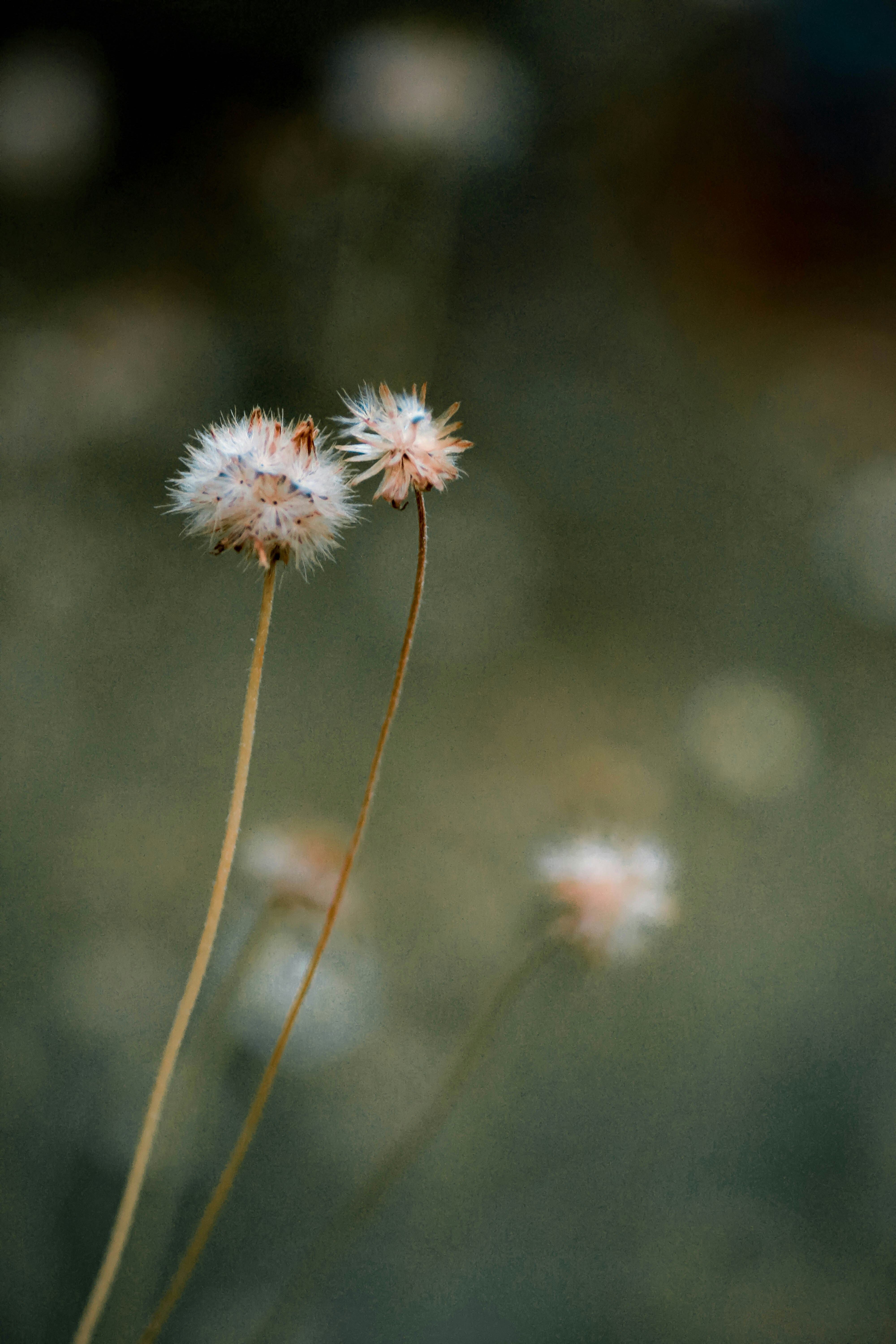 Photo by itsmanoharmanu