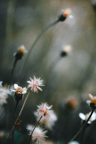 white and pink flowers in tilt shift lens