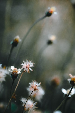 white and pink flowers in tilt shift lens