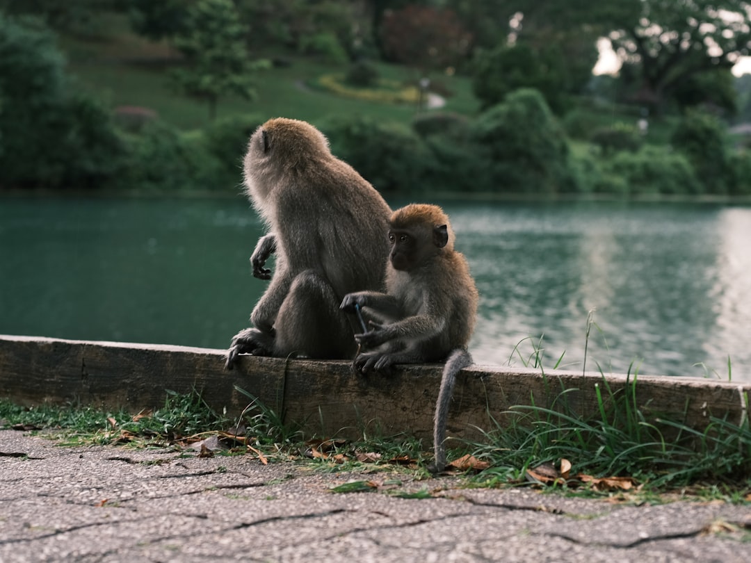 two monkeys sitting on concrete wall during daytime