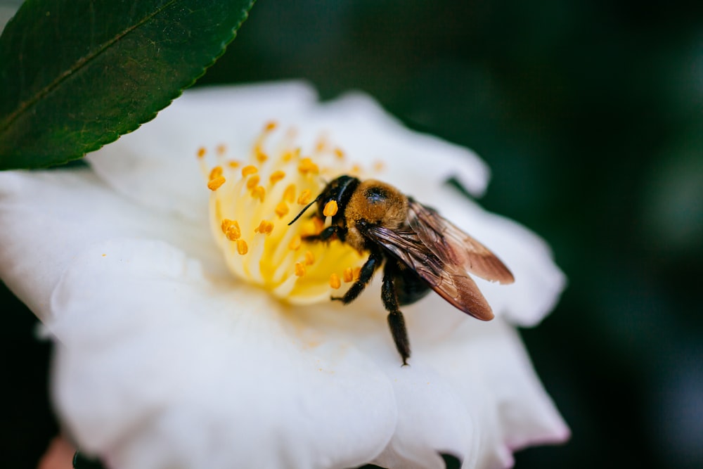 black and yellow bee on white flower