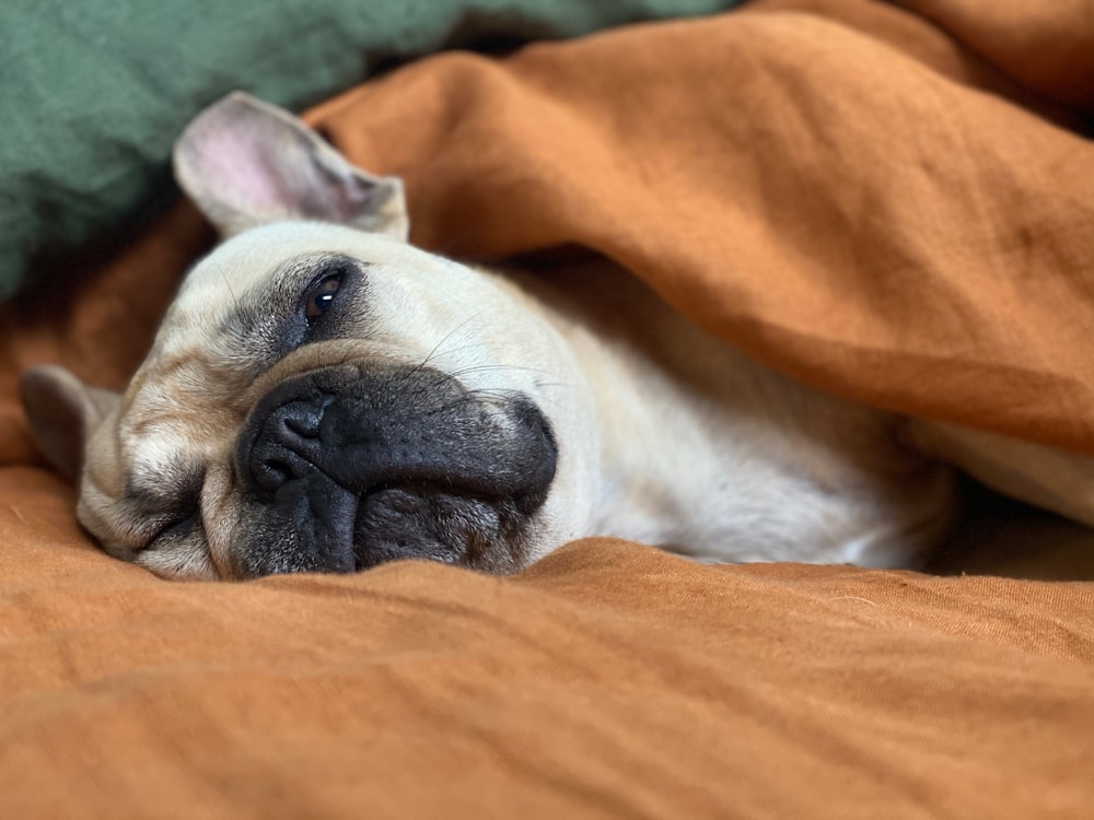 cão branco e marrom de pelagem curta deitado em tecido laranja