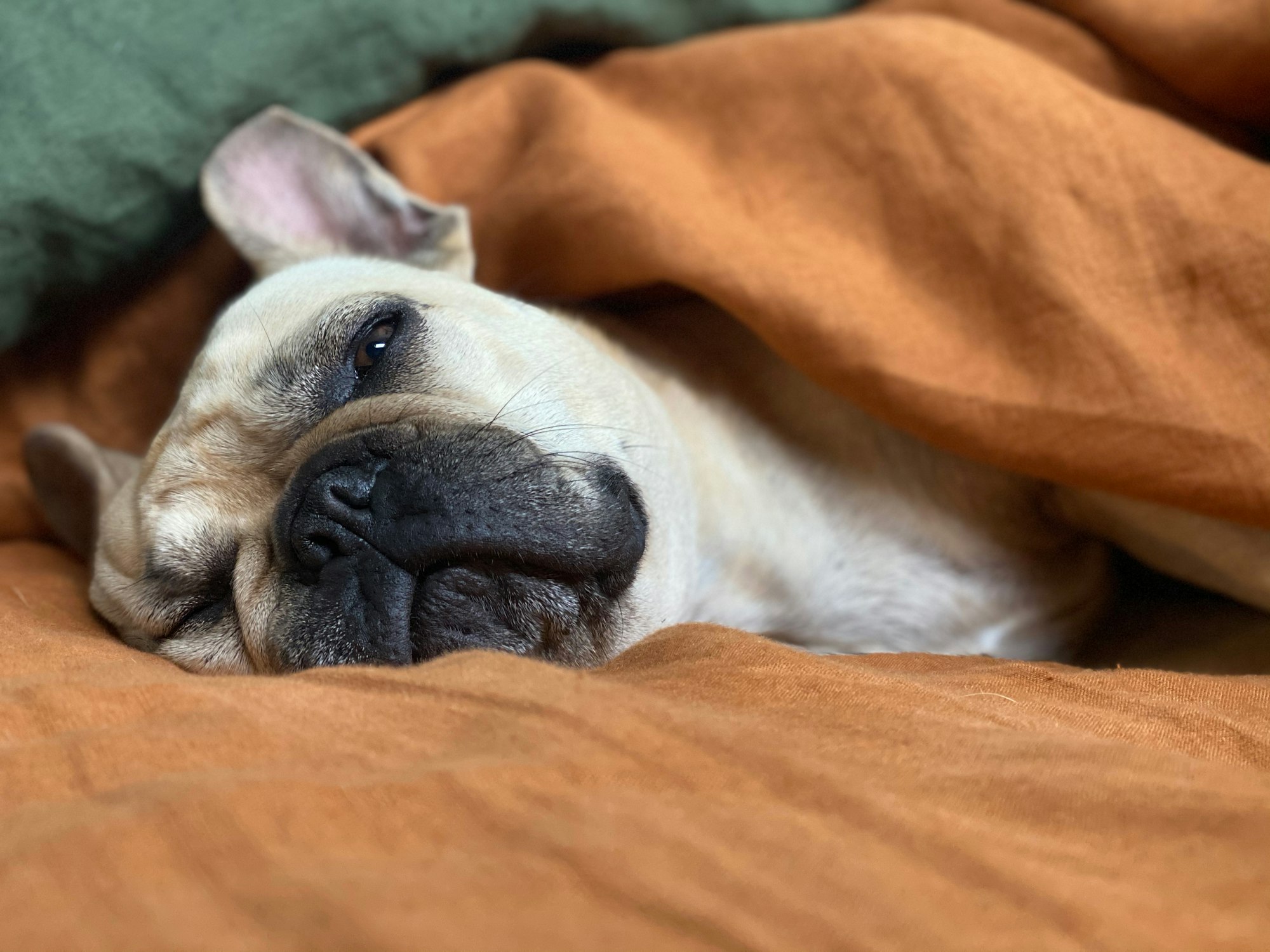 French bulldog falling asleep in a relaxed manner on an orange bedspread