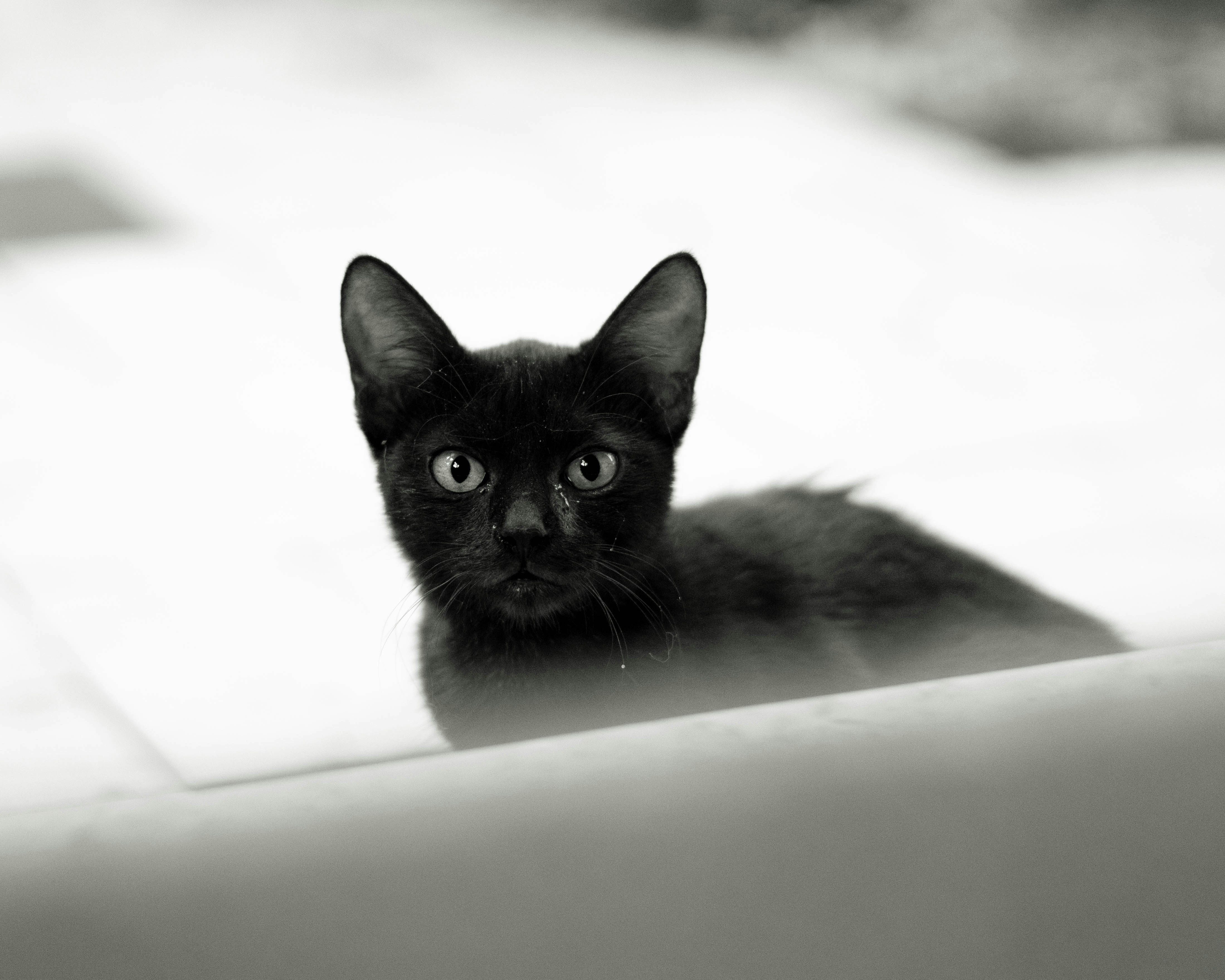 black cat on white bathtub