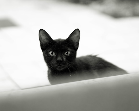 A black cat with bright eyes staring curiously into the camera.