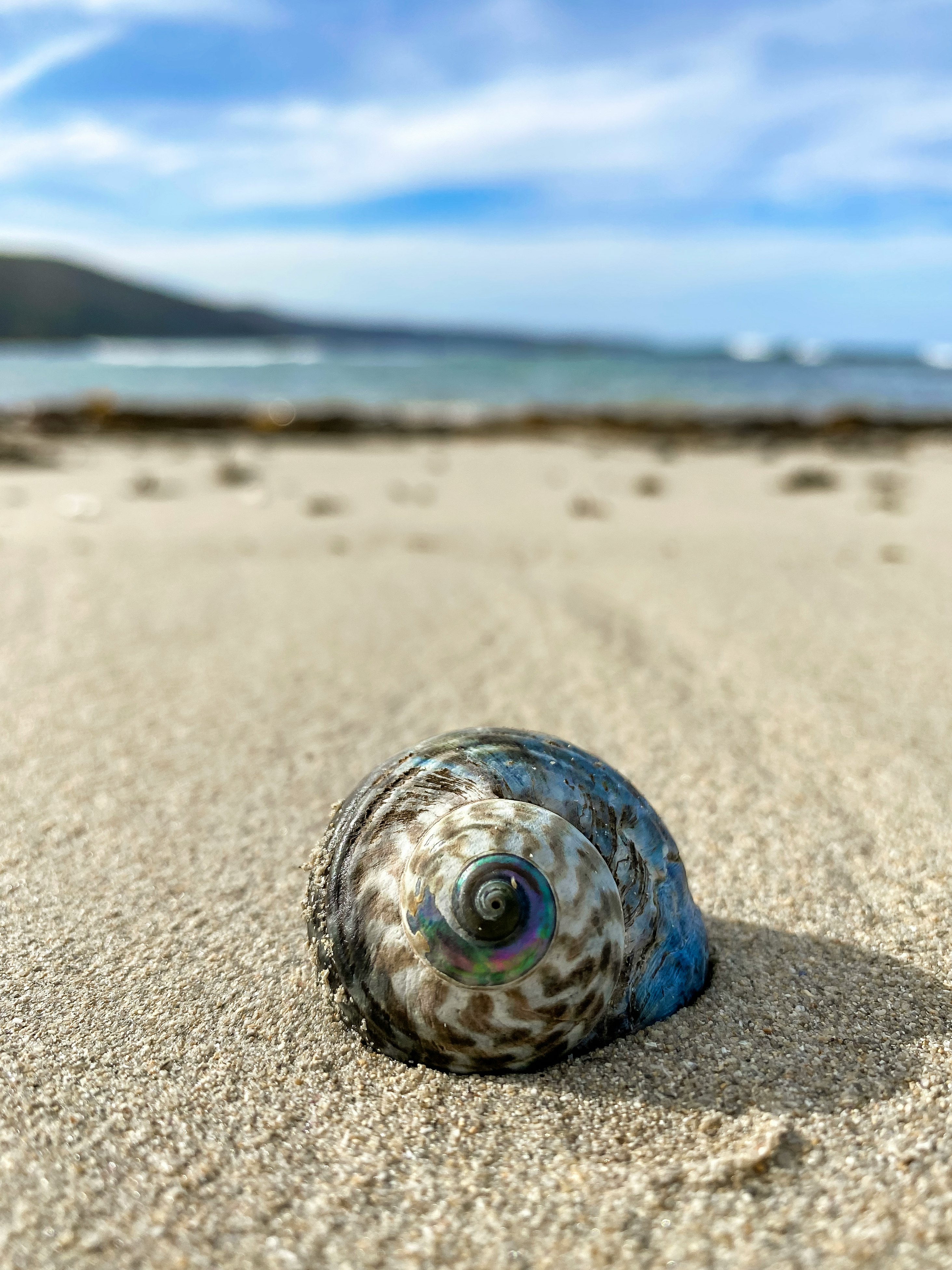 blue and white sea shell on brown sand during daytime
