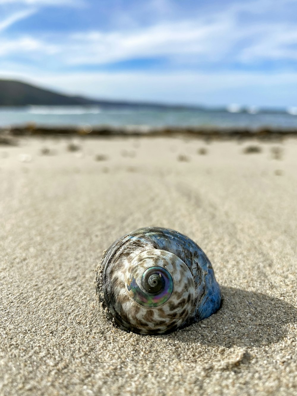 blue and white sea shell on brown sand during daytime